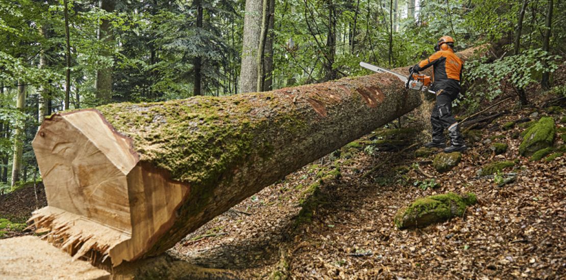 Puu kaadettu isolla moottorisahalla